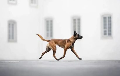 Imponentes, divertidos y tiernos: los ganadores del Dog Photography Awards 2024