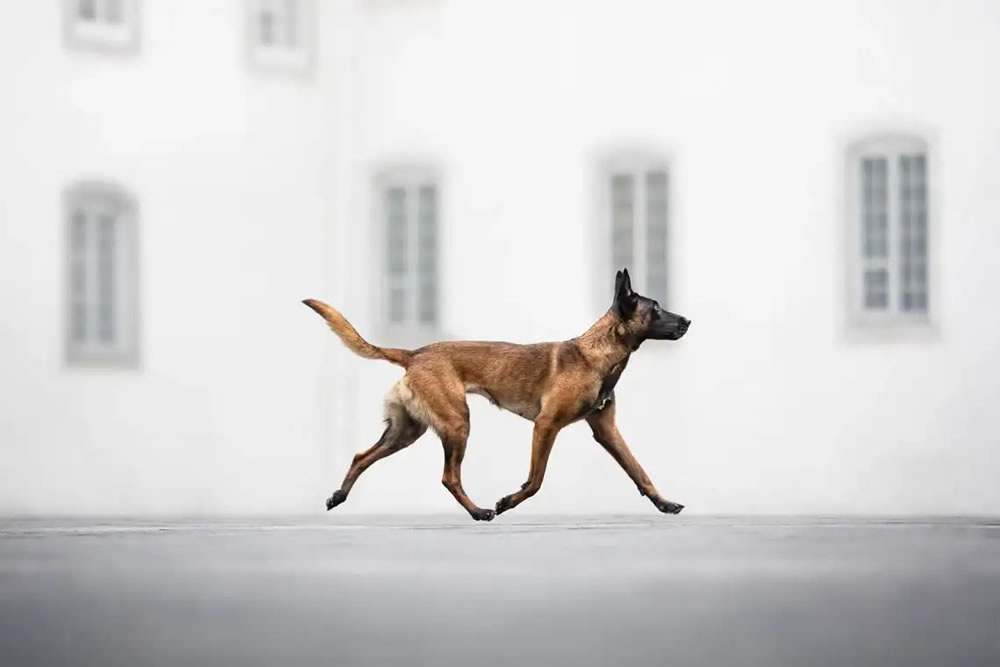 Imponentes, divertidos y tiernos: los ganadores del Dog Photography Awards 2024